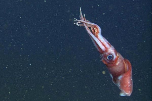 Caracatsevoid tintahal Caracatsevoid tintahal